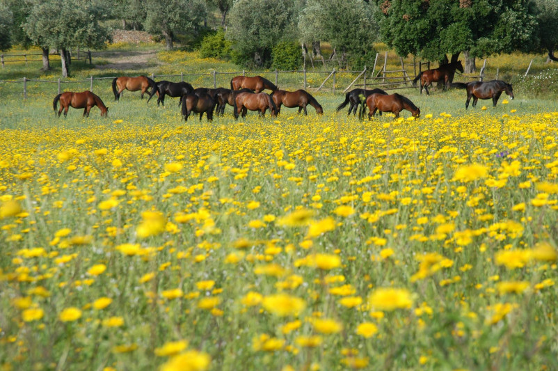 agriturismo in maremma