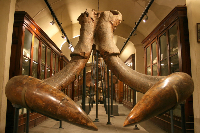 Il Museo Paleontologico di Montevarchi